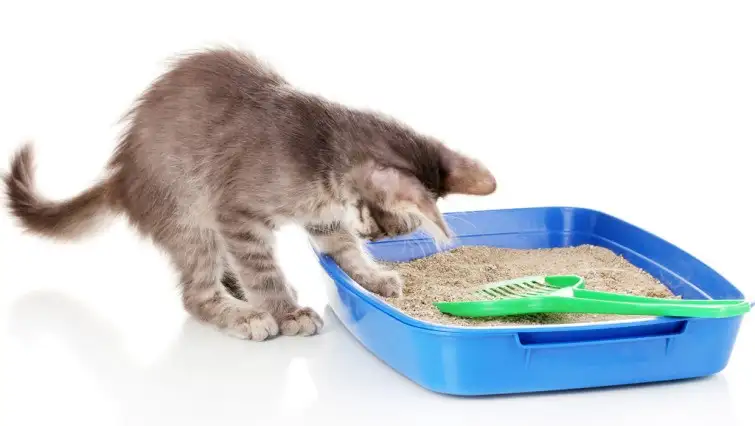 Лоток для кота